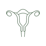 Green line art illustration of a female reproductive system, uterus and ovaries.